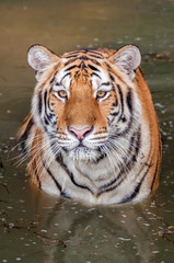 Fototapeta na wymiar Tiger in the water