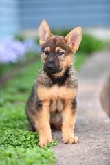 A German Shepherd Puppy Sits Alert in a Garden