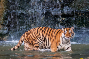 Fototapeta na wymiar Tiger walking in water