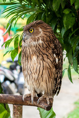 Brown owl perching