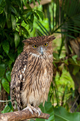 Brown owl perching