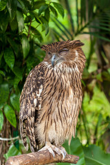 Brown owl perching