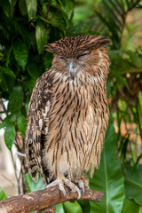Brown owl perching