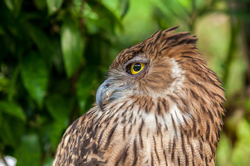 Brown owl close up