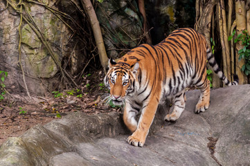 Bengal tiger walking on the rock