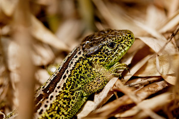 kleine grüne eidechse nahaufnahme makro natur