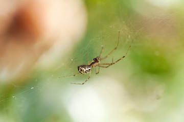 kleine braune spinne sitzt im spinnen netz nahaufnahme
