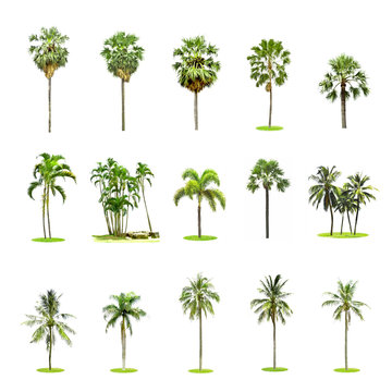 Set of palm and coconut trees