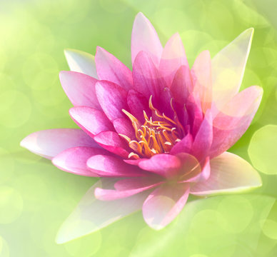 Fototapeta waterlily