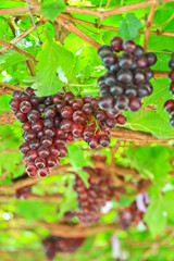Red grapes
