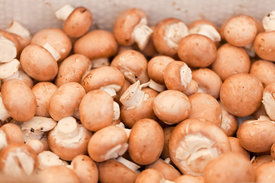 frische gesunde baune champignons auf dem markt
