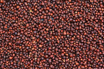 fresh coffee seeds