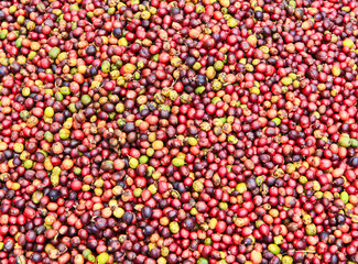 fresh coffee seeds