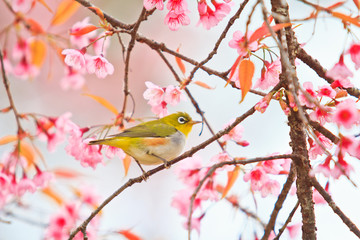 White-eye Bird and Cherry Blossom or sakura