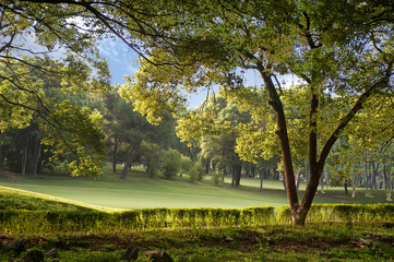 Naklejka premium forest park