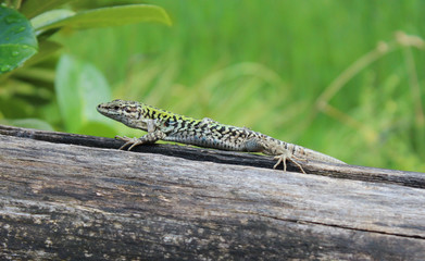 Lizard on Wood