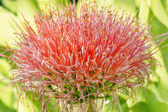 Haemanthus Multiflorus