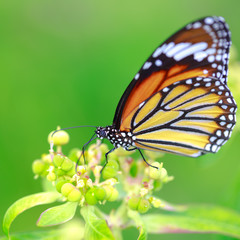 Butterfly on flower