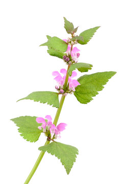Pink dead-nettle (Lamium orvala), on white background.