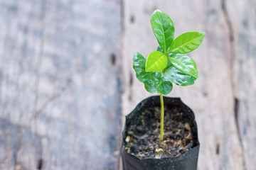 Young coffee plant