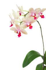 Fototapeta premium branch of white with violet orchid