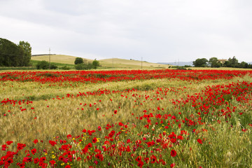 Field of poppies