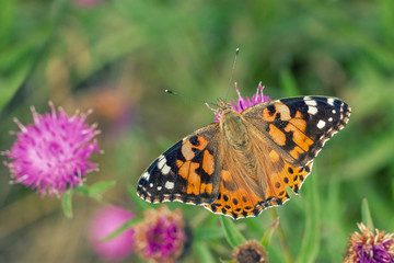 Painted Lady