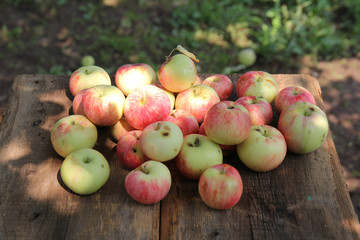apples