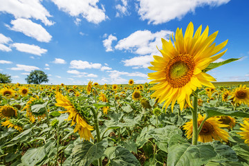 sunflowers on a field and blue sky