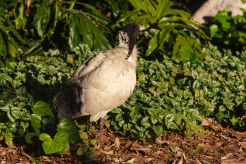 grooming ibis