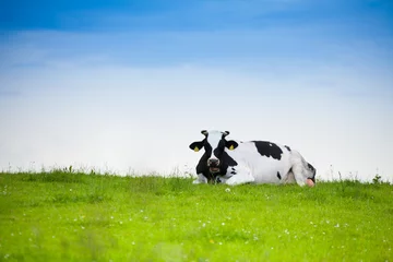 Papier Peint photo autocollant Vache Voiture allongée sur l& 39 herbe