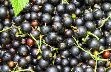Black currant