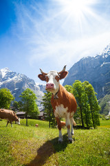 Fototapeta na wymiar Krowy w Szwajcarii górach