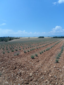 provence