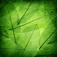 Naklejka na ściany i meble Zielone liście rocznika tle
