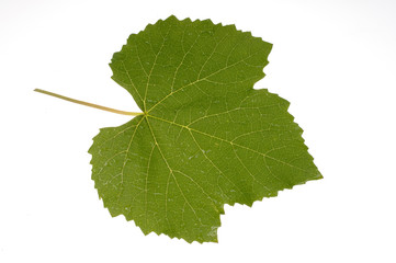 Vine leaf