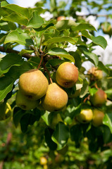 organic pears