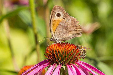 Butterfly and bee