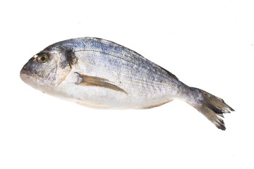 Fresh raw dorada