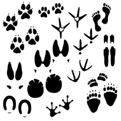 Fototapeta premium Traces of man, animals and birds