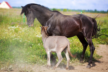 Obraz na płótnie Canvas black horse and gray donkey