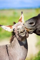 Crédence de cuisine en verre imprimé Âne cheval noir et âne gris