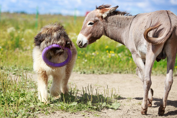 Fototapeta premium Grey donkey and briard dog