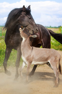 black horse and gray donkey