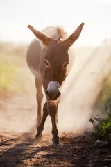 Foto auf Acrylglas Esel Grauer Esel im Staub
