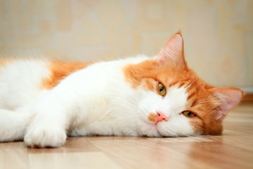 cute red and white cat lying on the floor