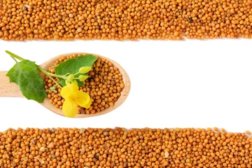 Tuinposter Mustard seeds with mustard flower isolated on white © Africa Studio