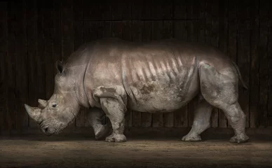 Zelfklevend Fotobehang The rhino © inigocia