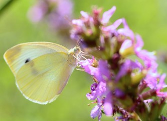 Beautiful Cabbage white butterfly feeds the nectar.