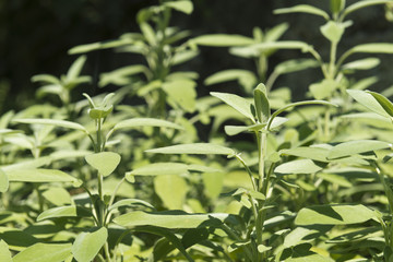 Sage plants